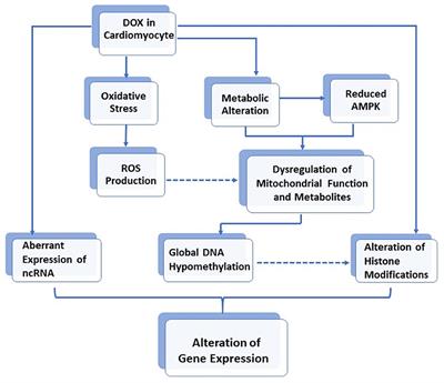 Review on the Role of Epigenetic Modifications in Doxorubicin-Induced Cardiotoxicity